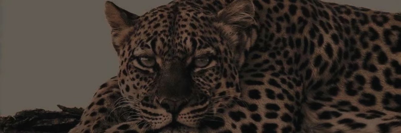 ccourtneya's profile banner image