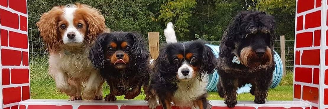 EdinDogPhoto's profile banner image