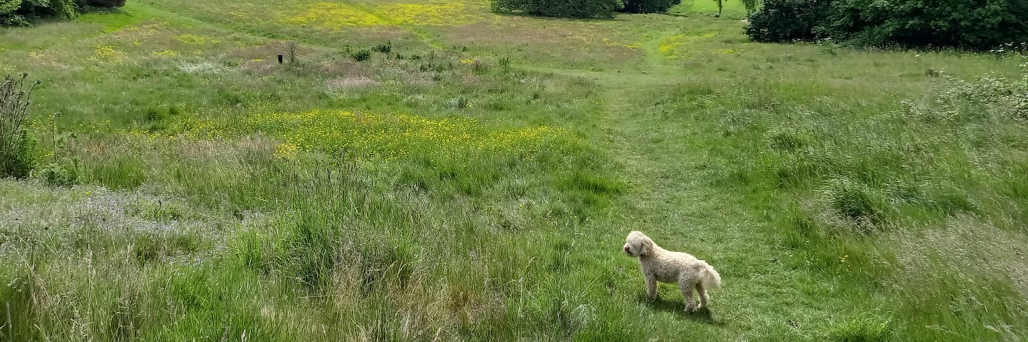 RubyTheDog_MP's profile banner image