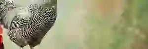 VivkeyBurd's profile banner image