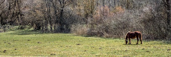 ghido82 Profile Banner