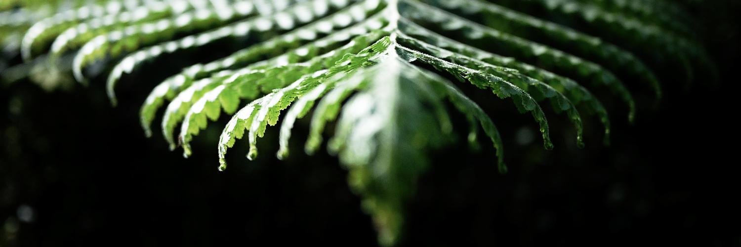damariana's profile banner image
