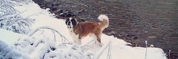 daisy Profile Banner