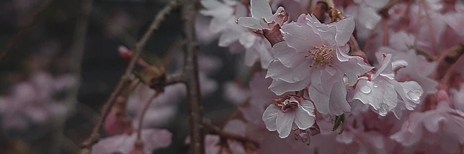 greyyareaa's profile banner image