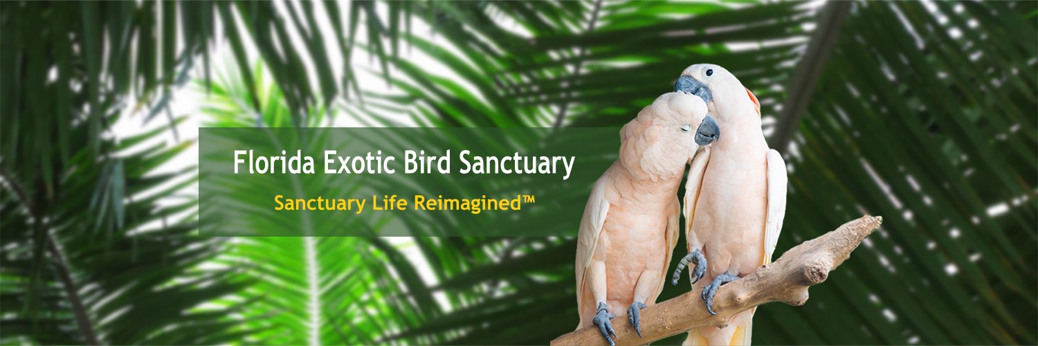 FlaBirdSanct's profile banner image