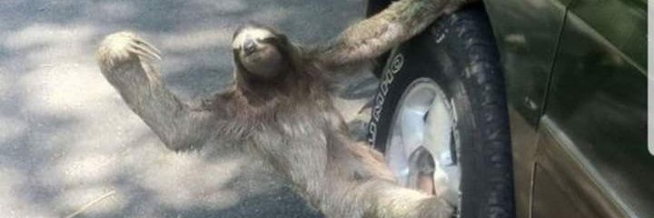 UrbanSloth 🇸🇱 banner