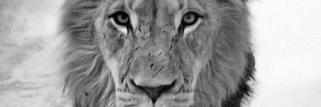 HeyamHaddadi's profile banner image