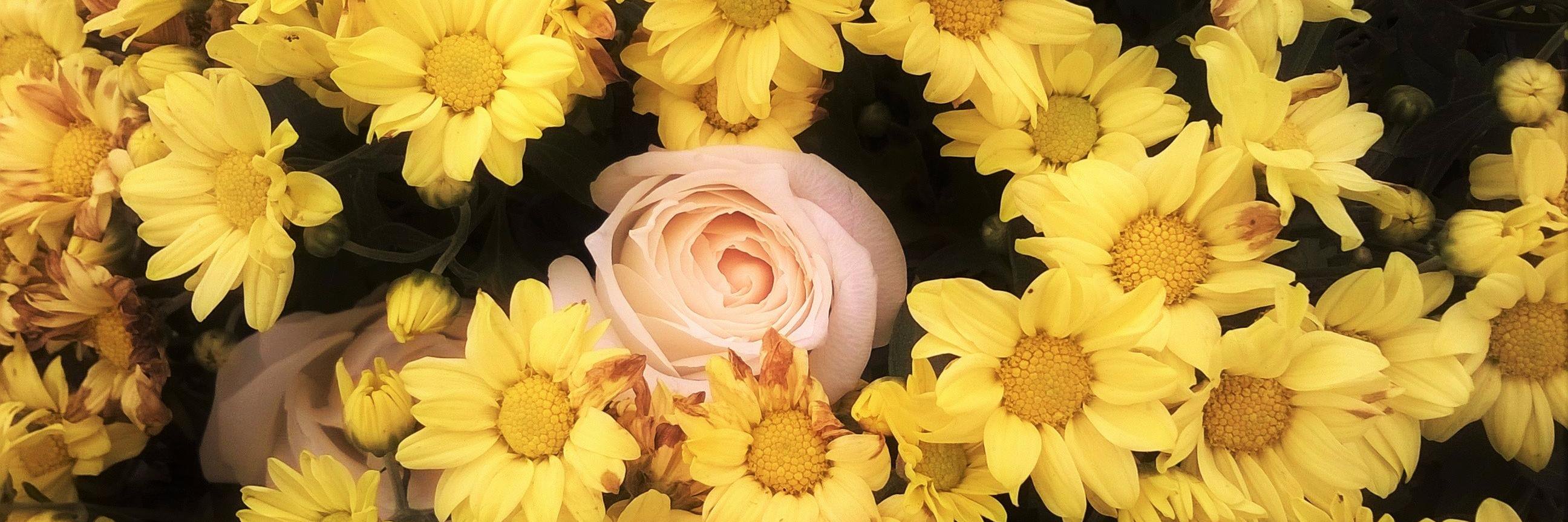 _brendalp_'s profile banner image