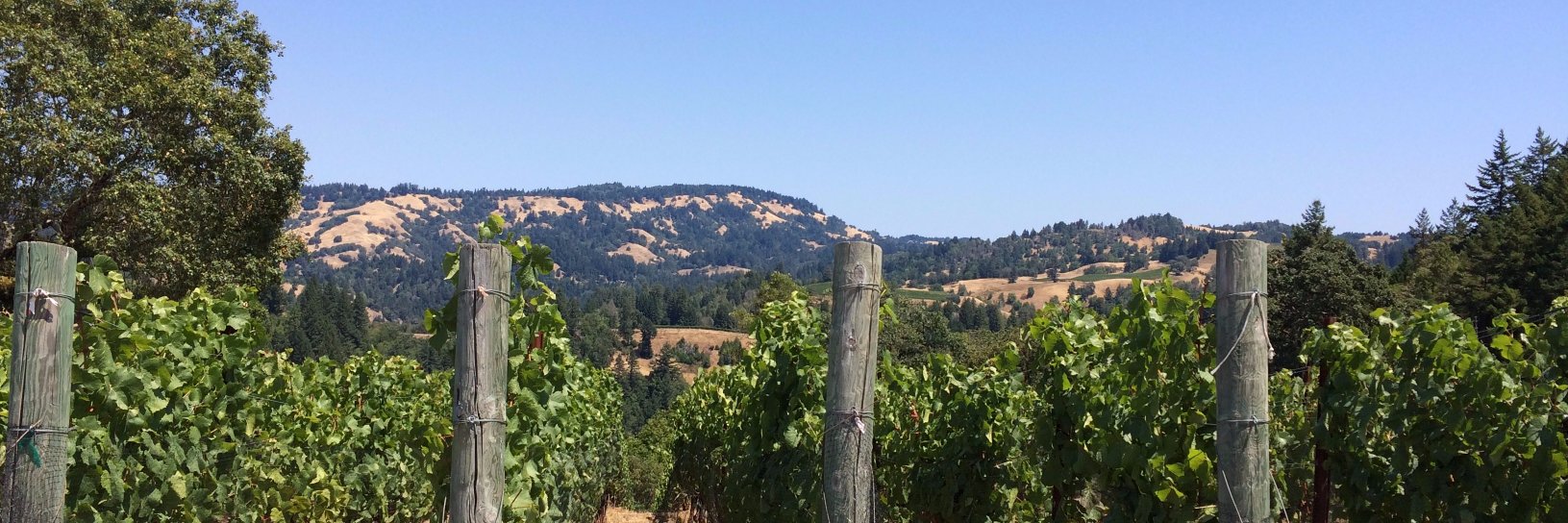 Huw Sinclair Smith banner