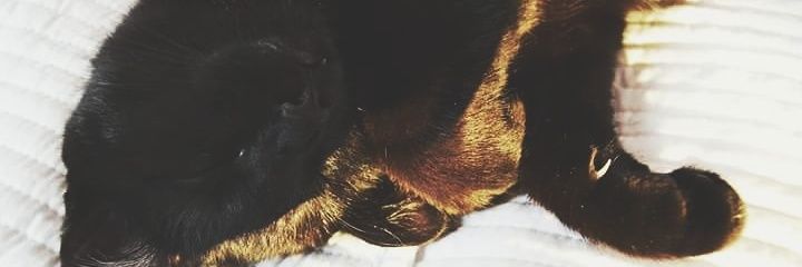 fridacedervall's profile banner image