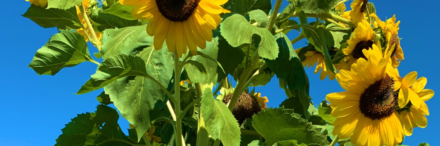 Pamela Lebeau🌱💕🌈 banner