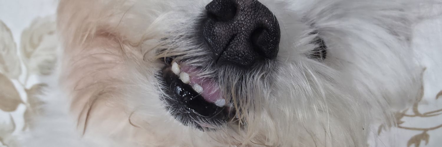 Viudoscarol's profile banner image