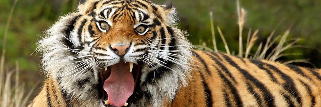 巨嬰國首長 banner