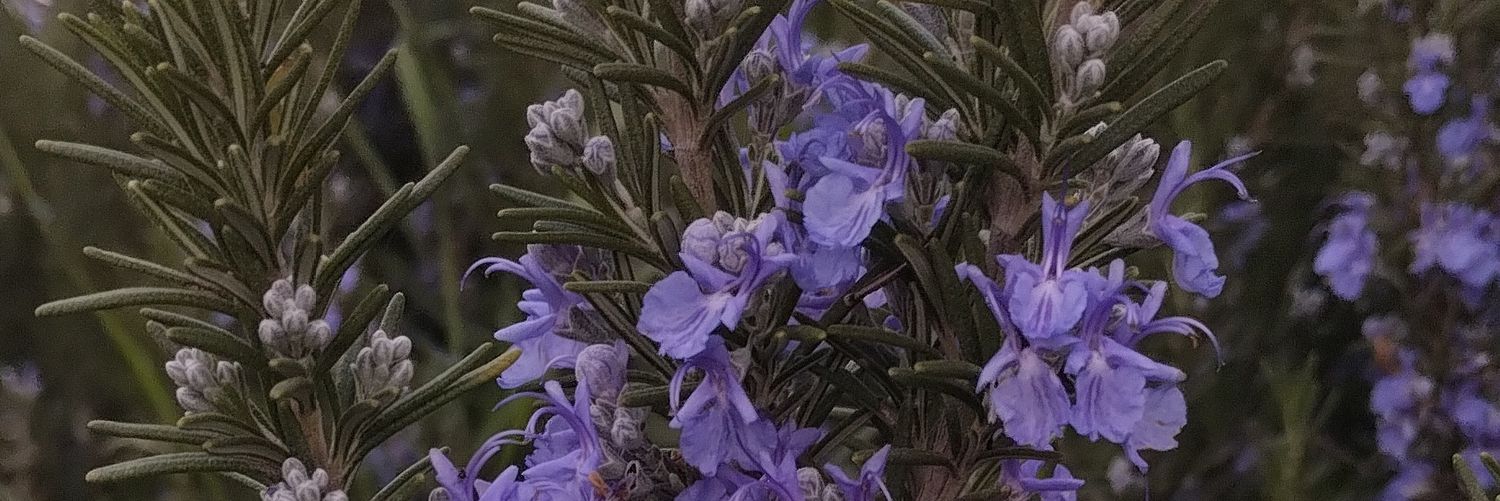 ___yuyito's profile banner image