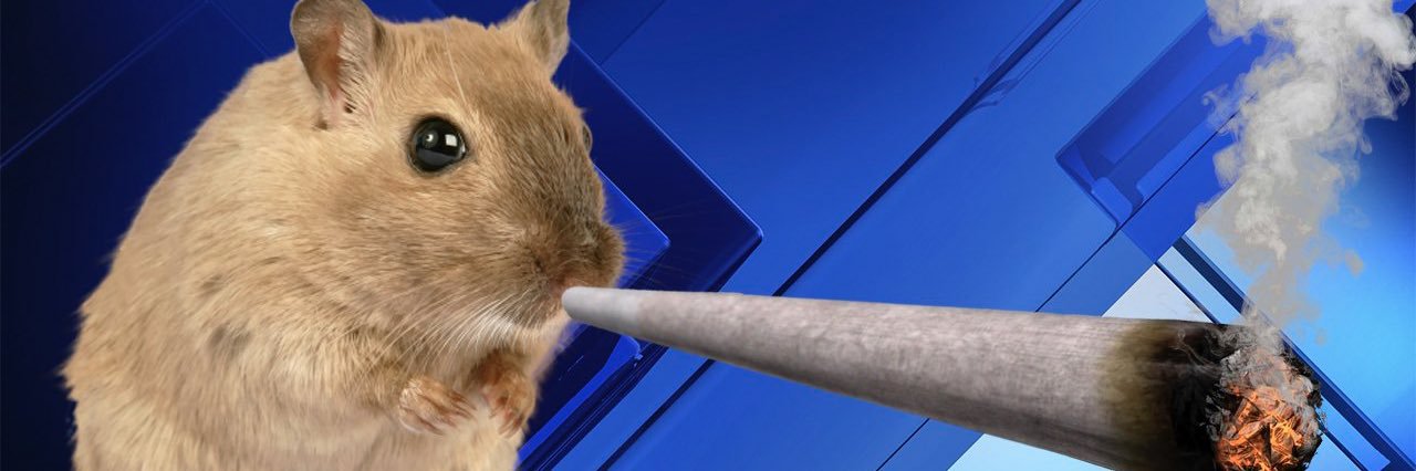 tilCesar's profile banner image