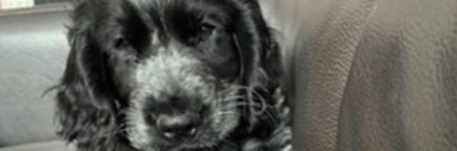 Stinse banner