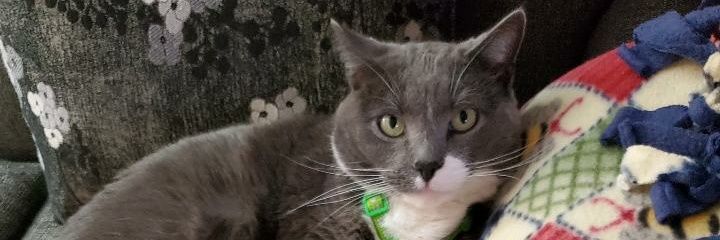 dawnraye66's profile banner image
