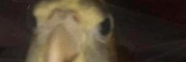 EatdatLobster's profile banner image