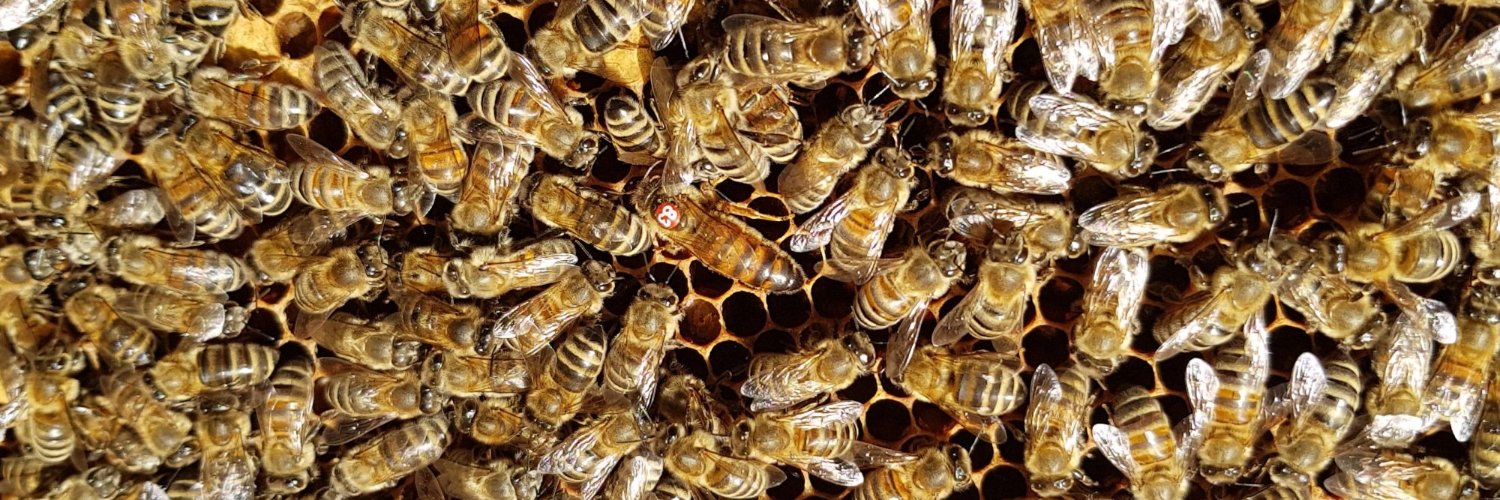 Baxter Yazbek banner