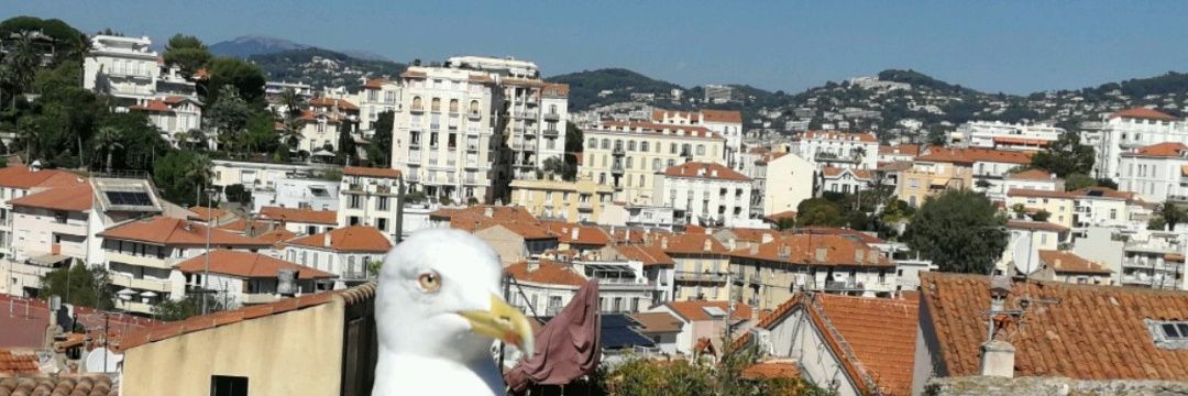 Sumacflores's profile banner image