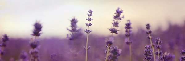 naecte Profile Banner