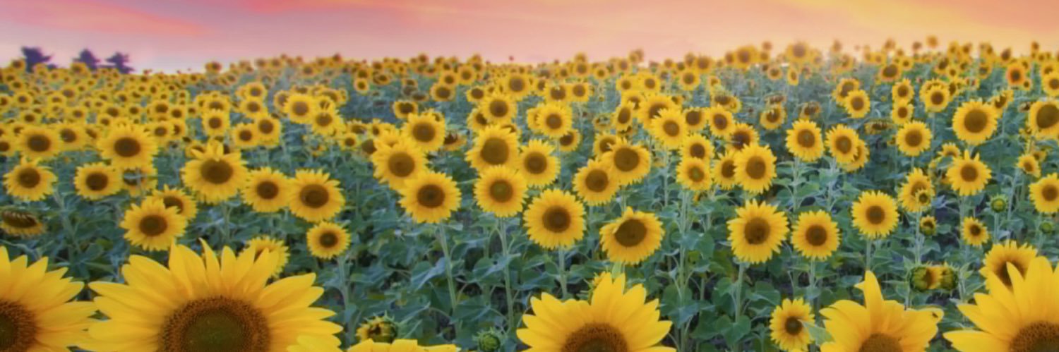 Ms_Esparza's profile banner image