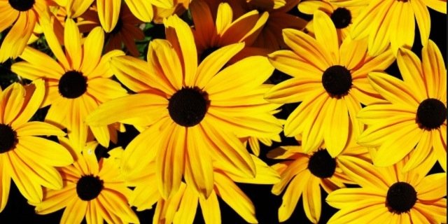 sharonbaabyyy's profile banner image