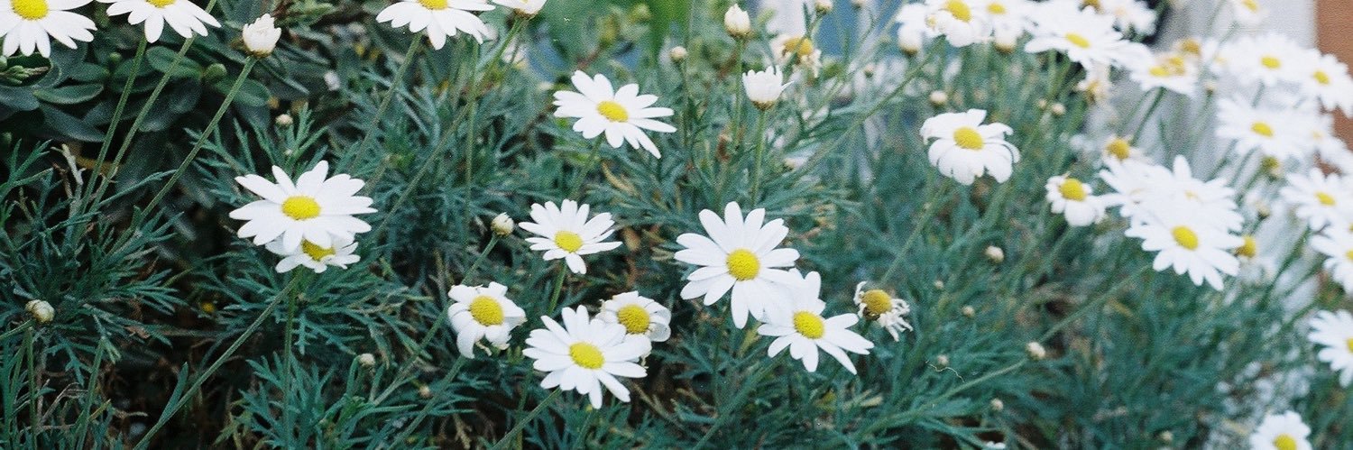 LucianaGatica_'s profile banner image