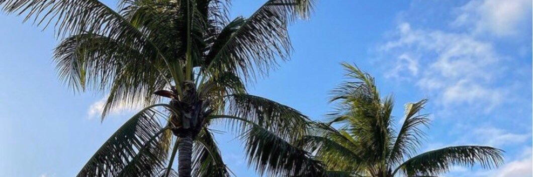 Nel Dominguez banner