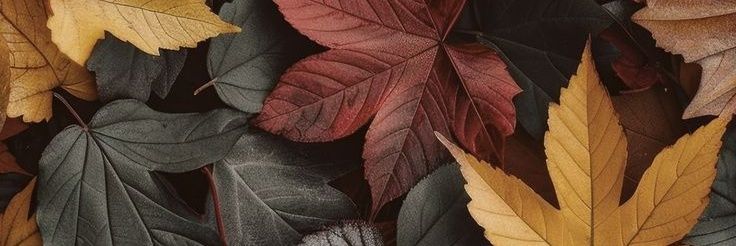 sticazzacci's profile banner image