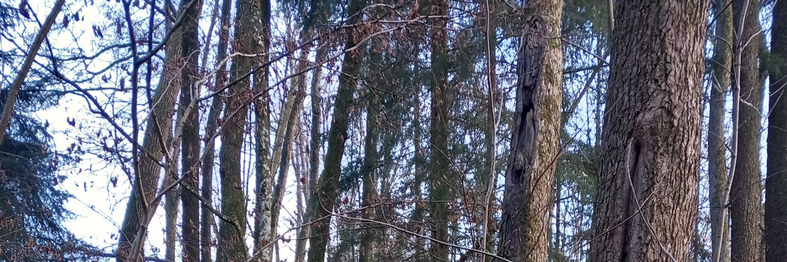 ℑ𝔴𝔬𝔟𝔯𝔞𝔫𝔡 banner