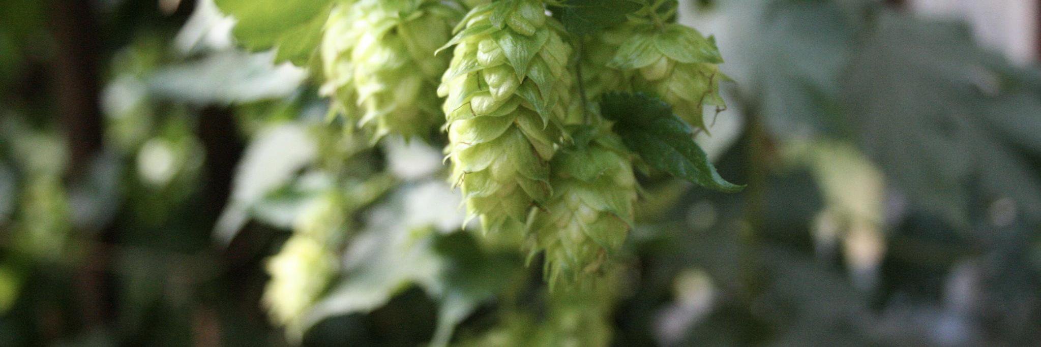 Hopfen Prärie banner