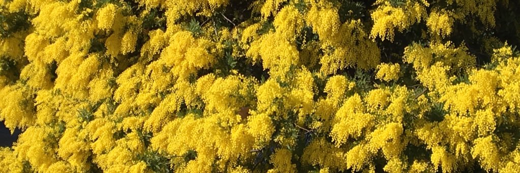 INS Thos i Codina banner