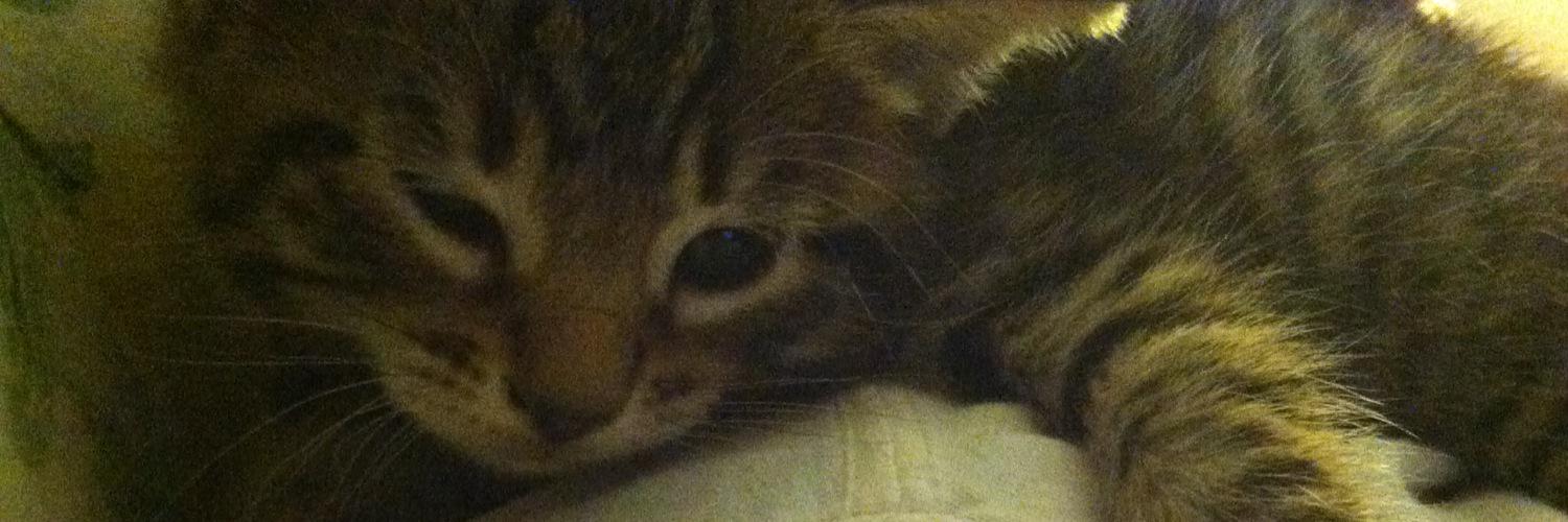 antisocial.superstar banner