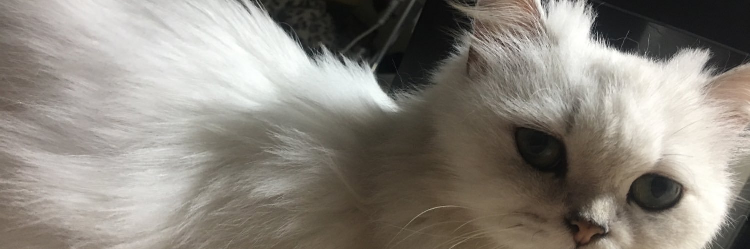 長毛貓奴九姨太 banner