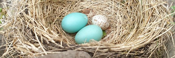 cowbirdlab Profile Banner