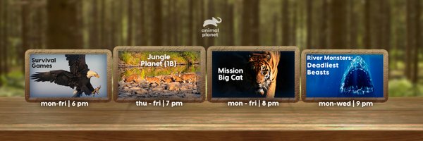 Animal Planet India Profile Banner