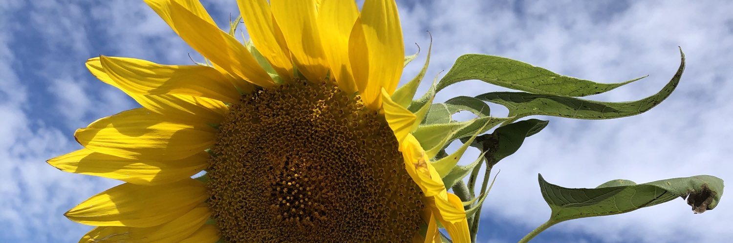 Michelle MacDonald banner