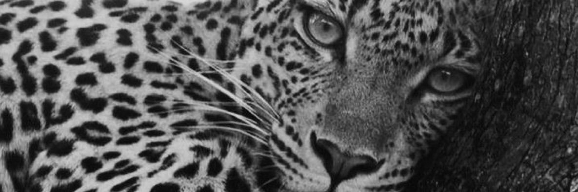 __agathareis's profile banner image