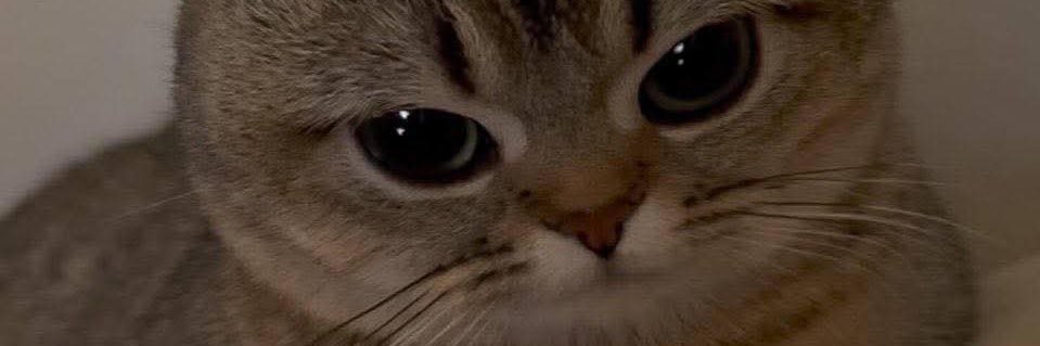 _novitarf's profile banner image