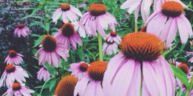 VictoriaHarsch's profile banner image