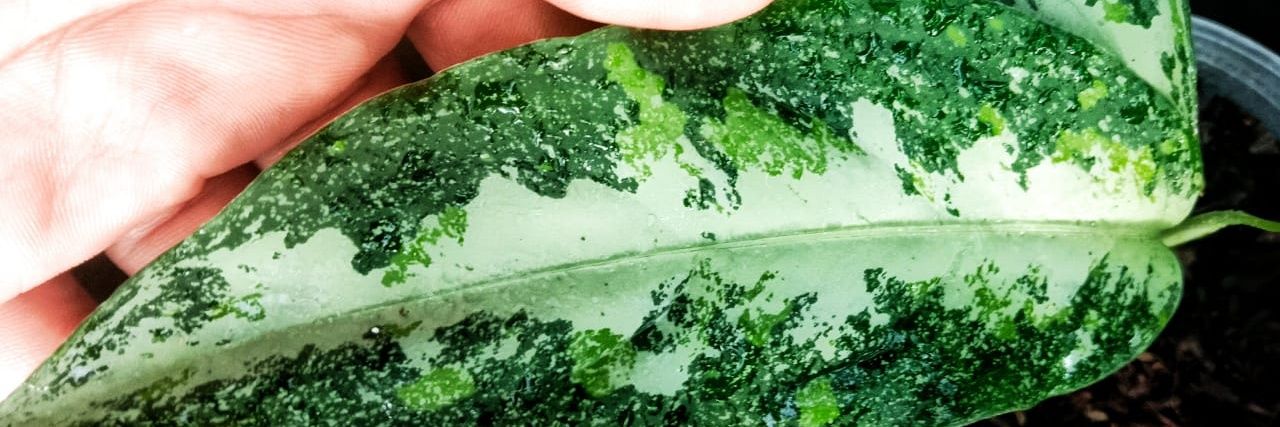 まさひこ 海人（うみんちゅ） banner