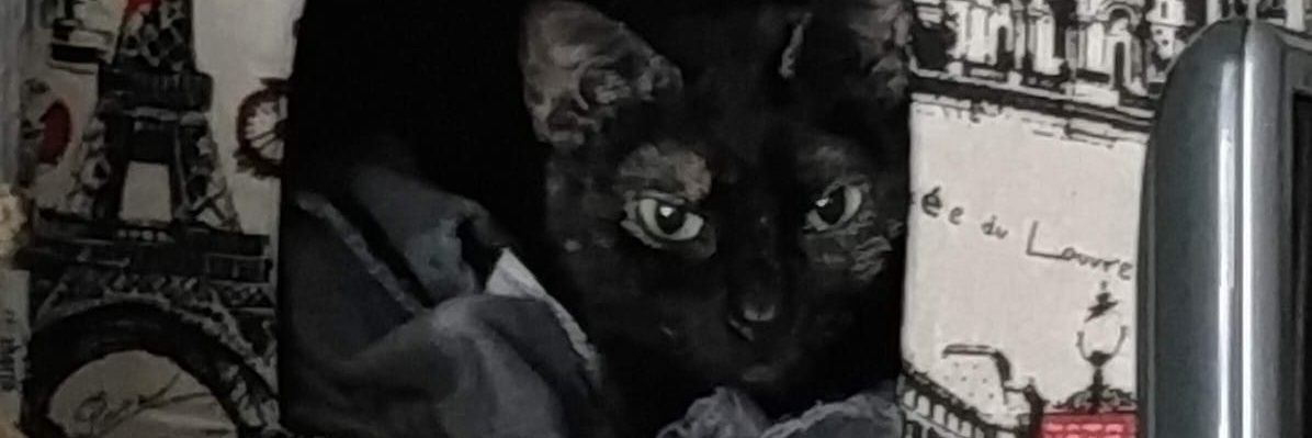 AnimalSoul/Lesbian/She/Her/I'm Married🏳️‍🌈🇵🇸 banner