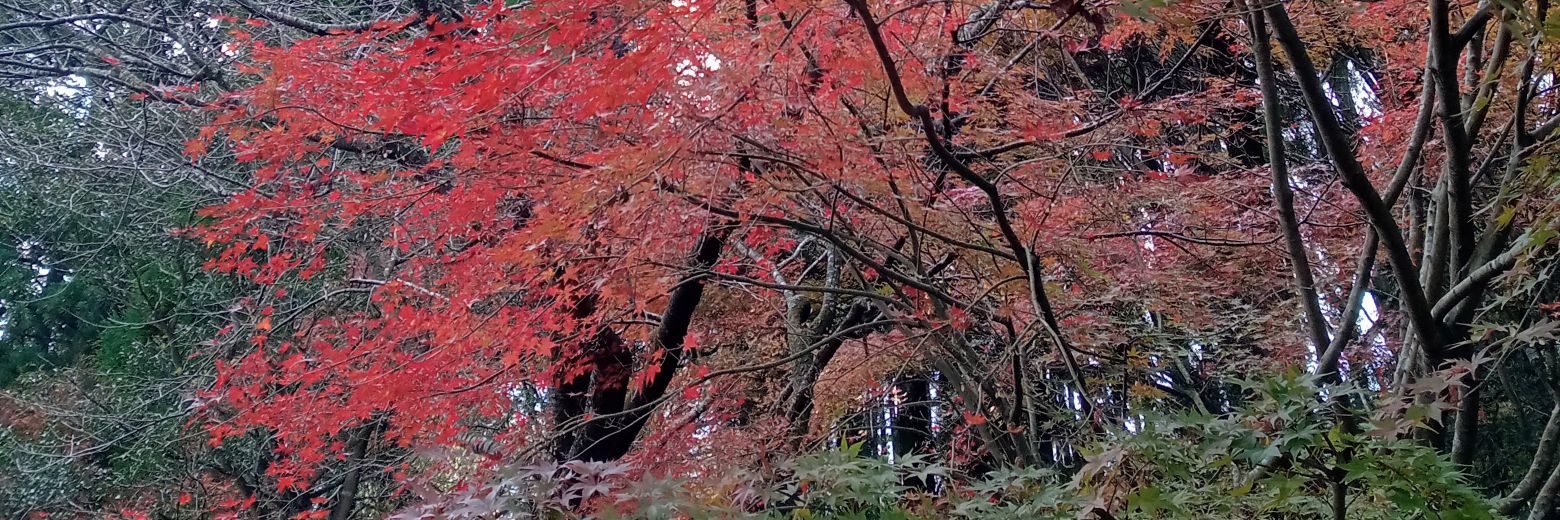 hisa1032's profile banner image