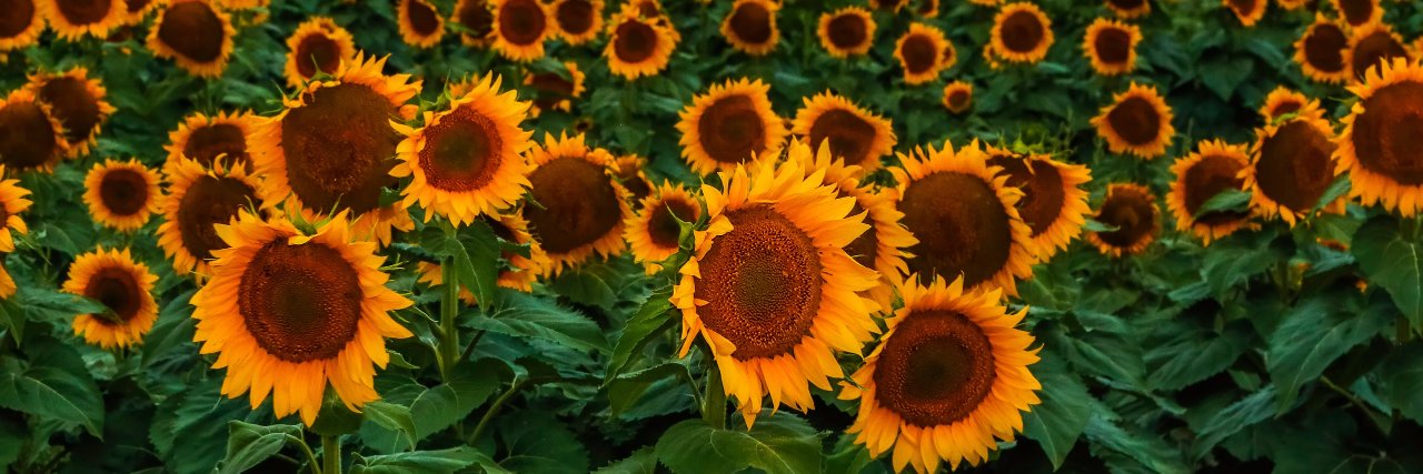 Samantha Wixted banner