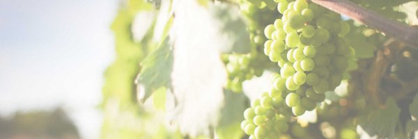 GIRTraduvino Profile Banner