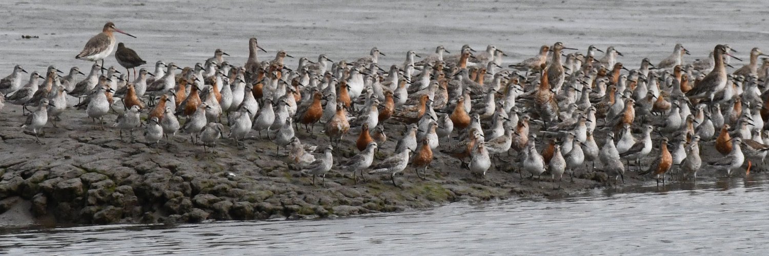 Sharon Ní Bhaoill banner