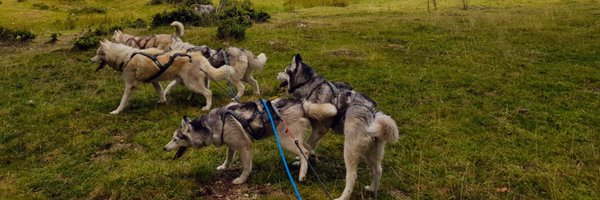 Musher Experience - Canicross, cani VTT, attelage Profile Banner