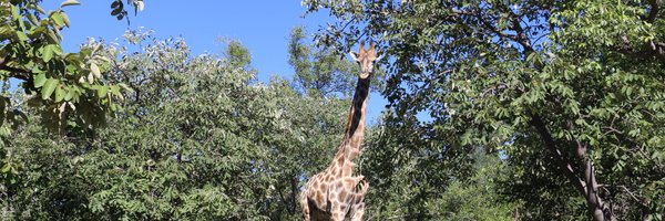 DaktariProps Profile Banner