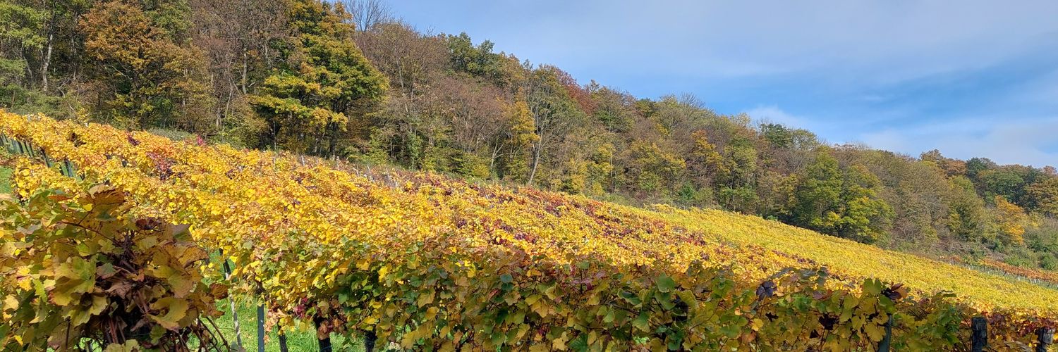 Birgit Hebein banner